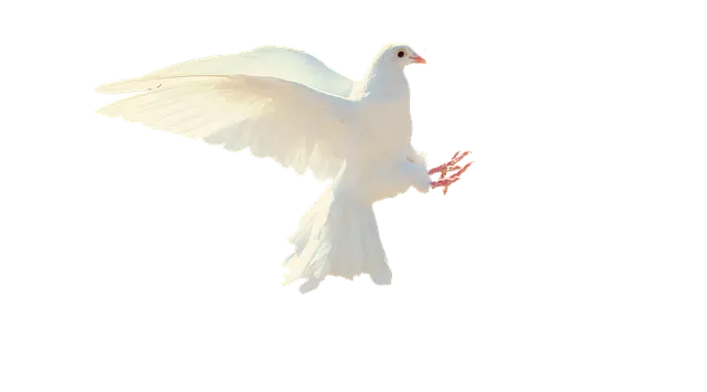 dove-2755928_640.png
