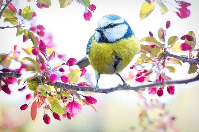 spring-bird-2295434_640 (1).jpg