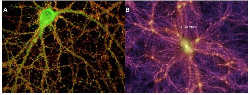 brain cell universe.jpg