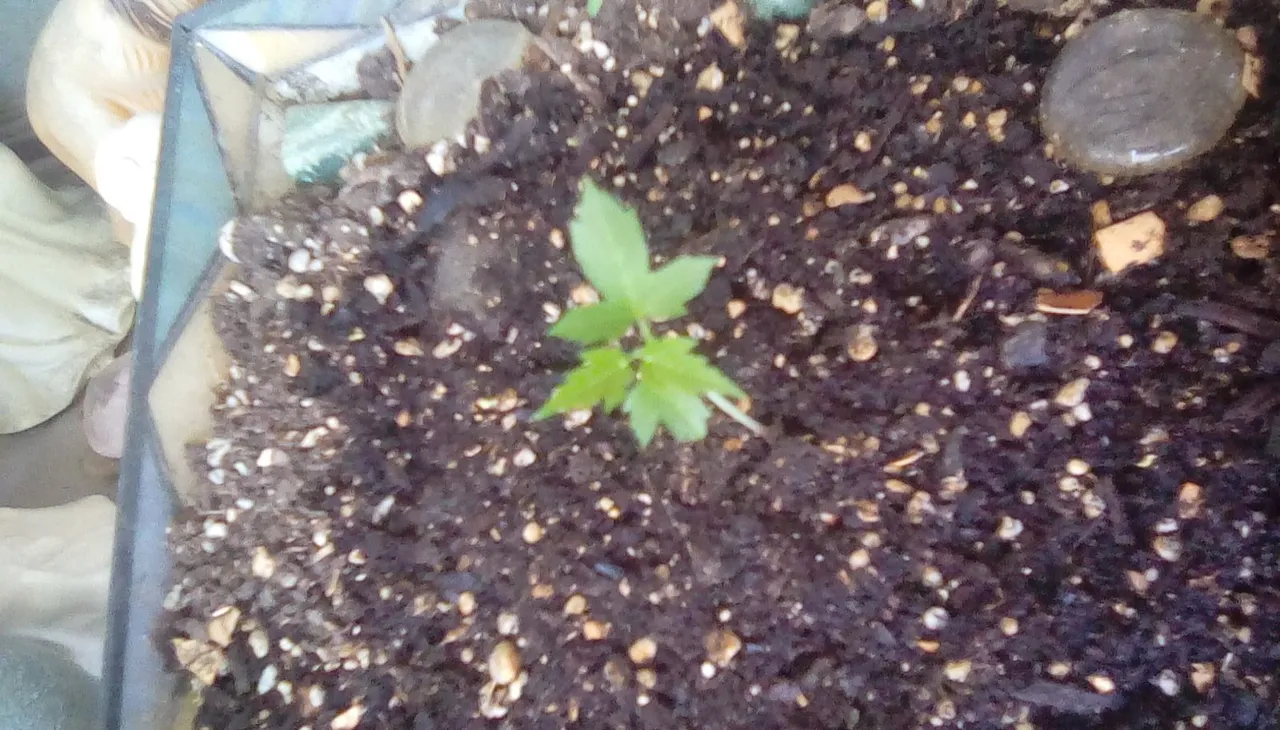 maple sprout 2018.jpg