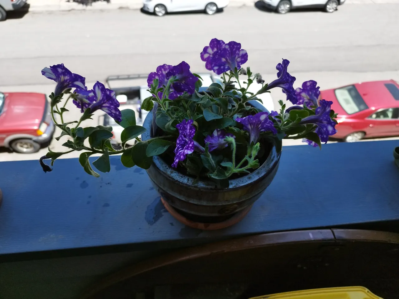 IMG_20220526_135608.jpg