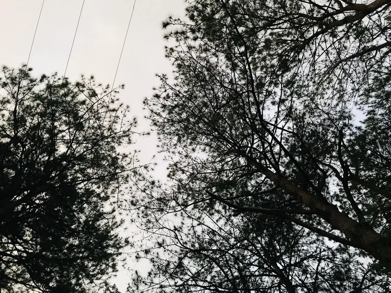 tree-2.jpg