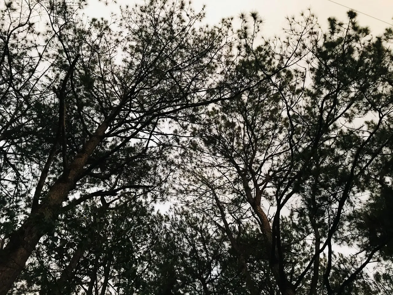 tree-1.jpg