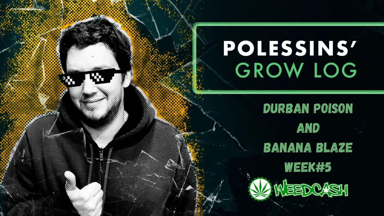 DURBAN POISON AND BANANA BLAZE WEEK #1.jpg