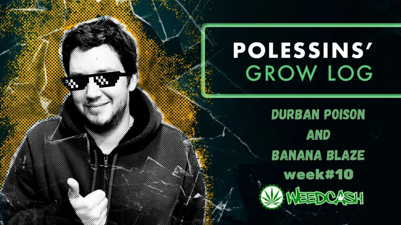 Cópia de DURBAN POISON AND BANANA BLAZE WEEK #1 (3).jpg