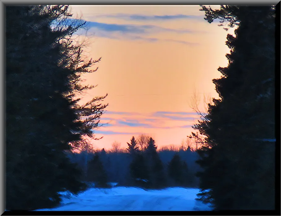 colors of sunset between spruce trees at side of road.JPG