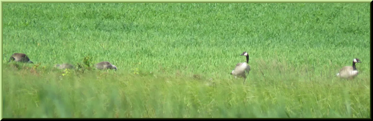 pair of geese with 3 older gosling feeding in grasses.JPG