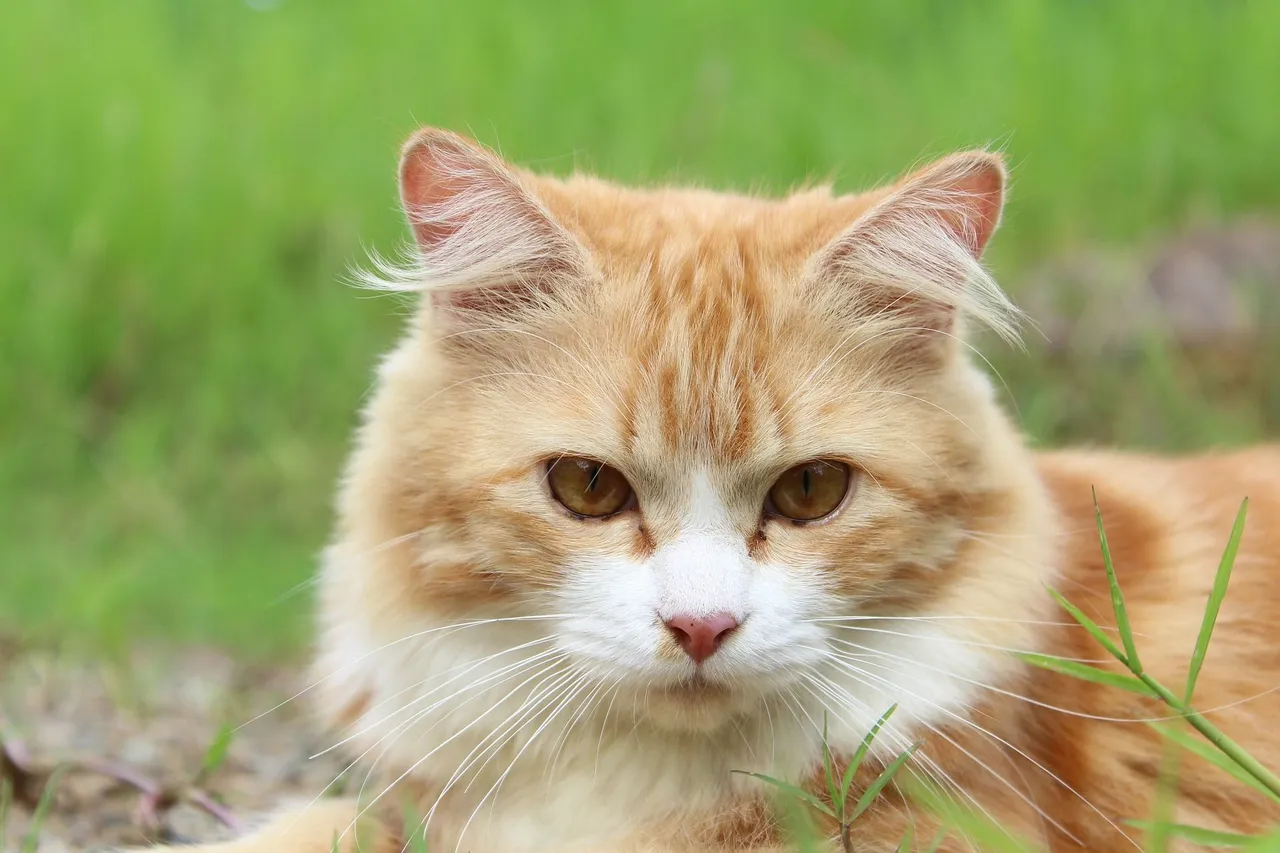 cat-111793_1920.jpg