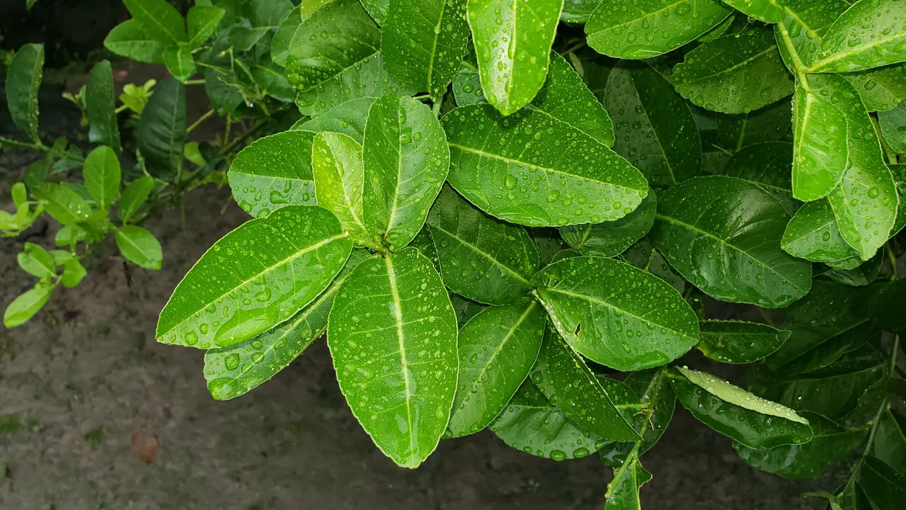 20210828_075127.jpg