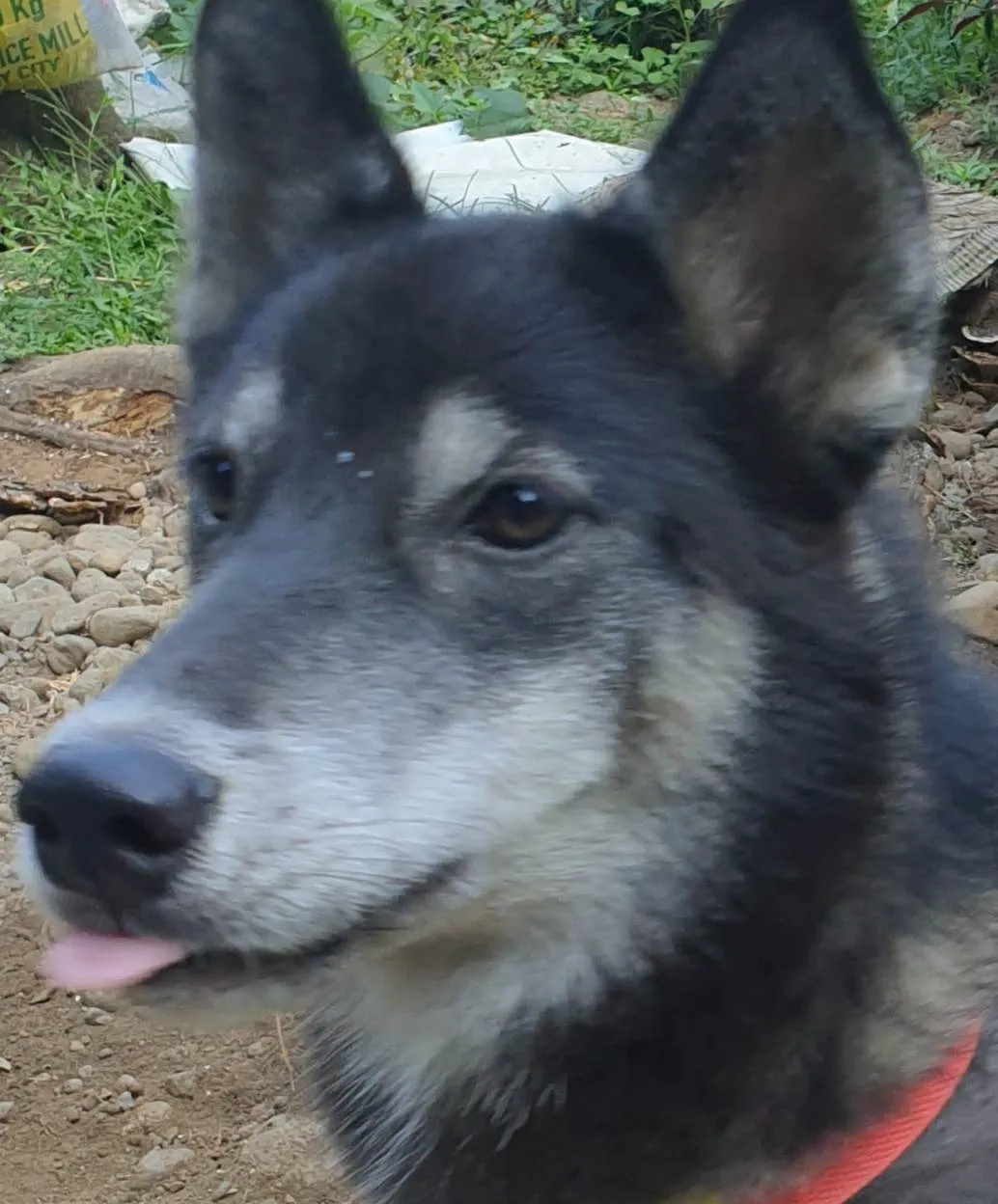 Siberian Husky