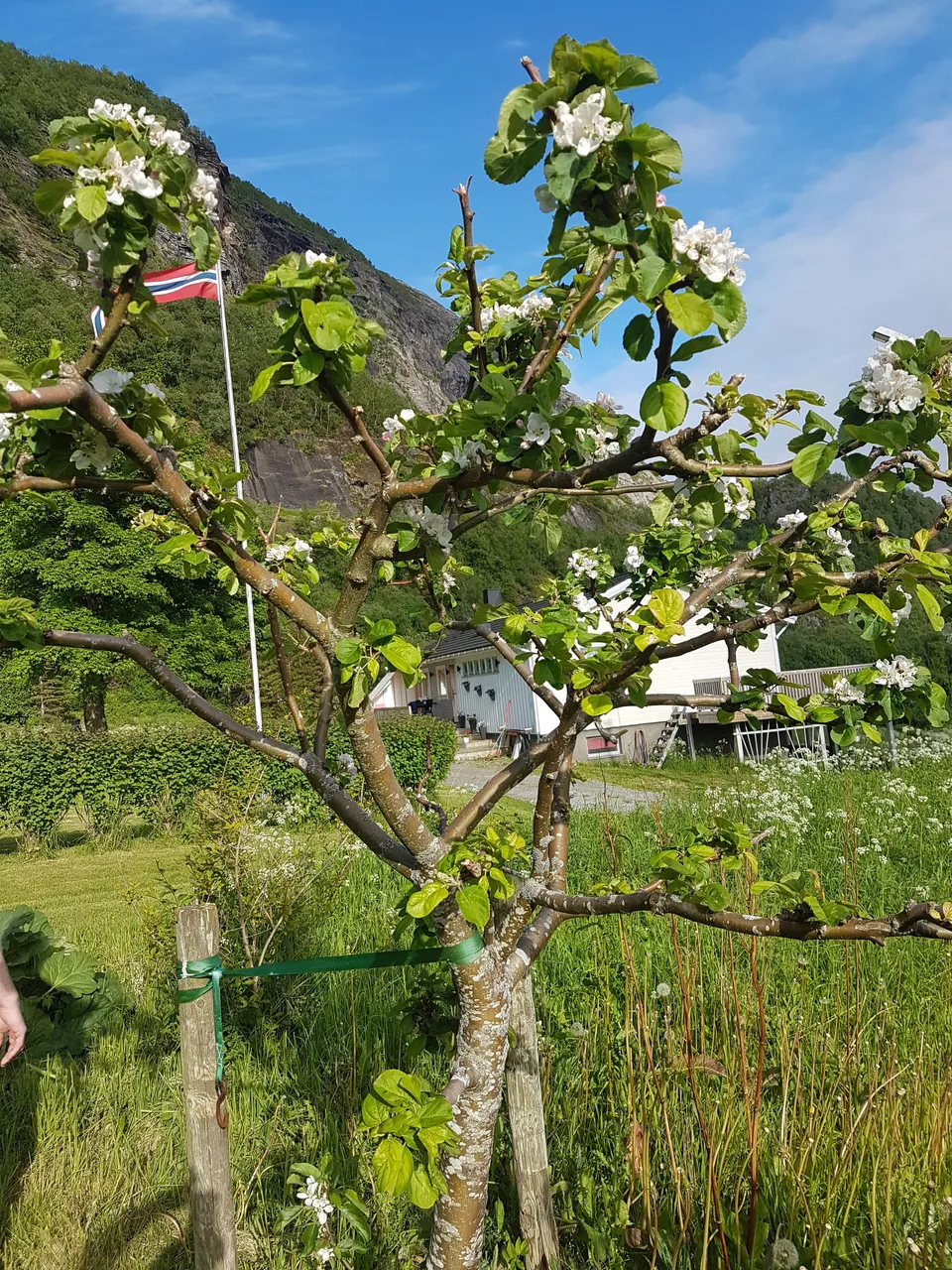 Apple tree in our backyard