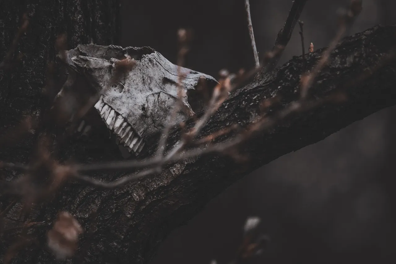 skull-6372630_1280.jpg