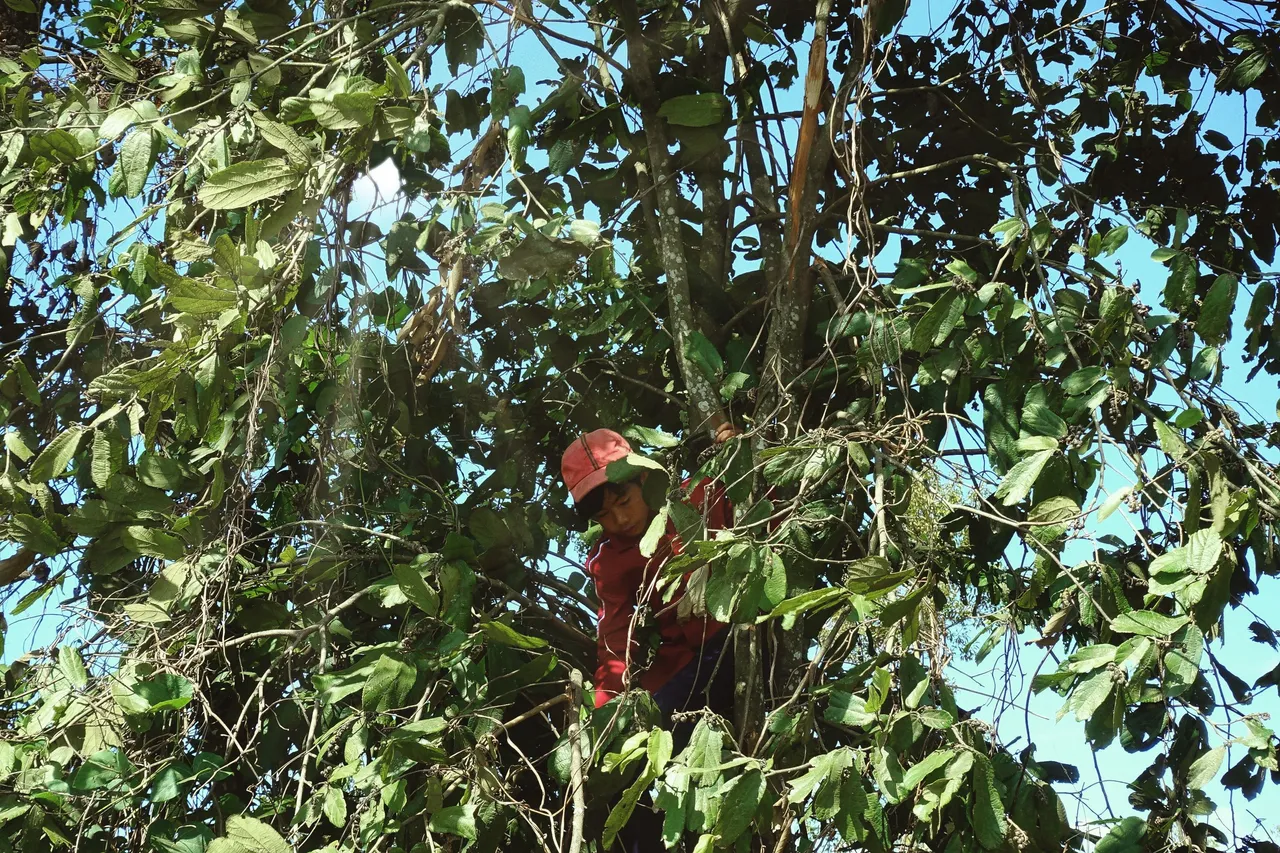 climbtree.jpeg