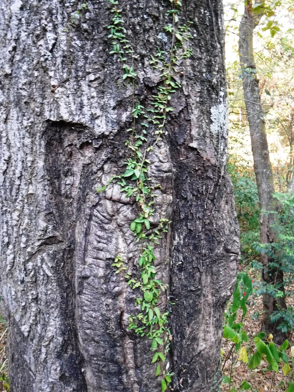 DSCF4805.jpg