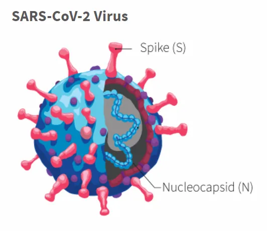 Coronavirus-structure.PNG