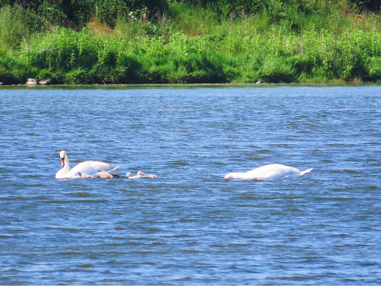 Orkney Cygnets day 1 all.png