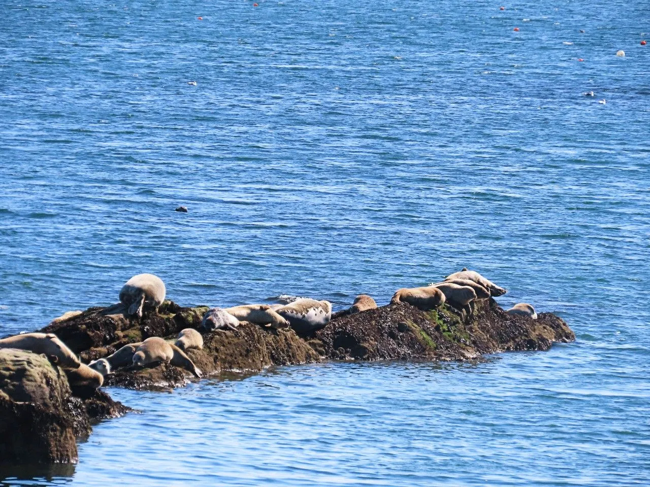 Seals on the rocks 1.jpg