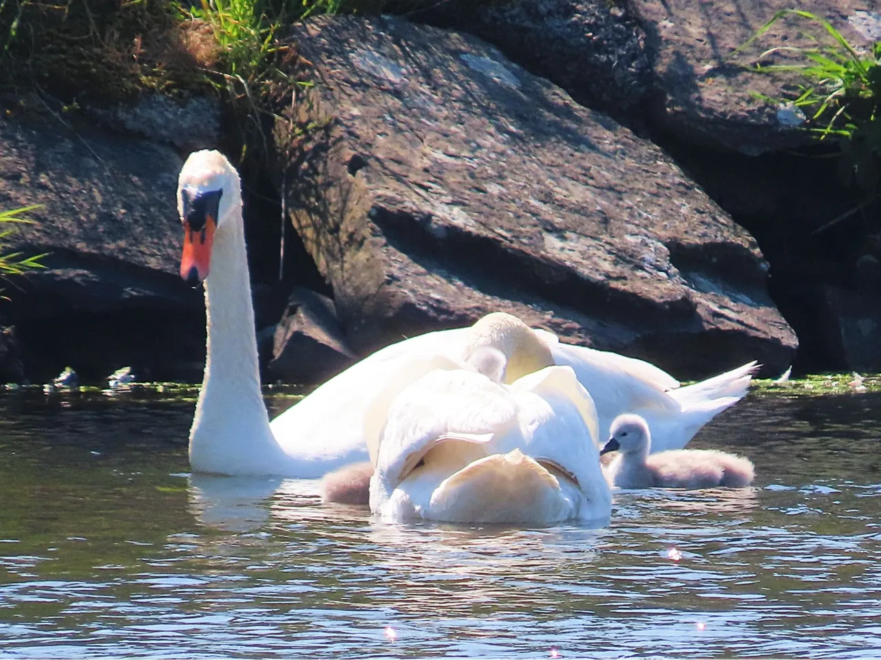 5008 Orkney cygnets day 1.png
