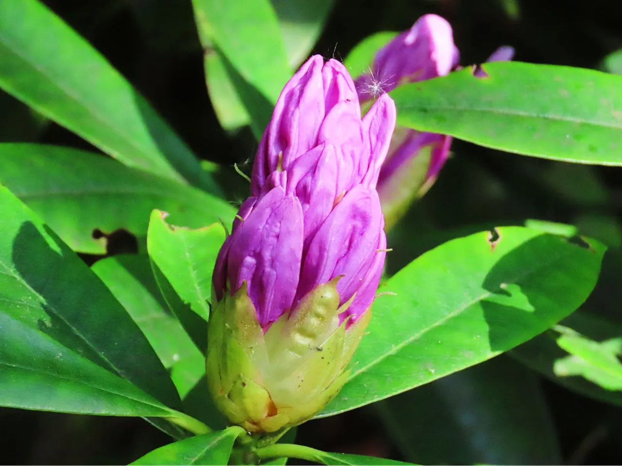 4864 Wed walk28 june  purple flower.png