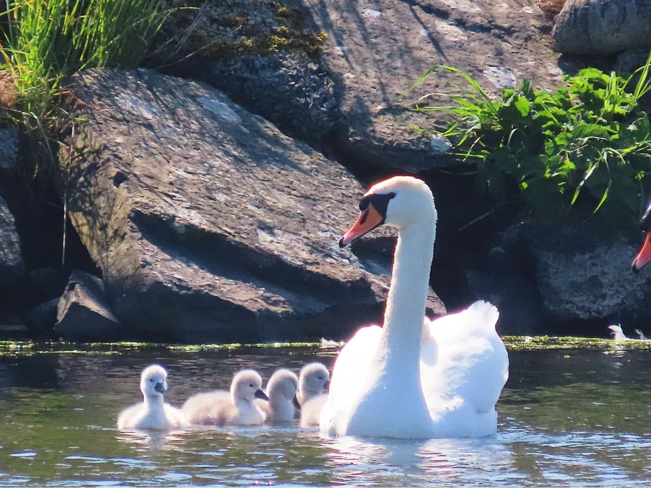 5007 Orkney Swans first day.png