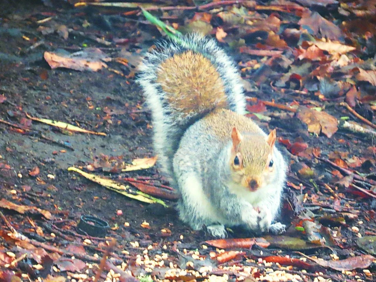squirrel woods.jpg
