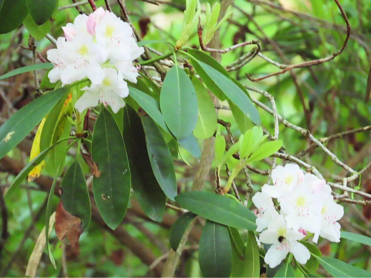 4917 Wed walk28 june   two white flowers from llittle climbing  tree.png