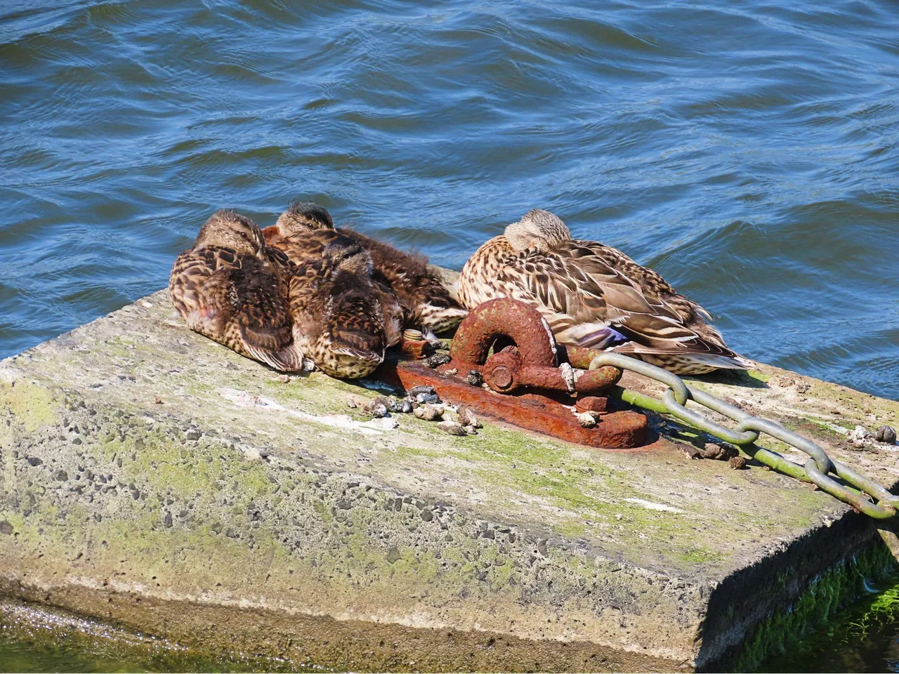 4990ducklings rock with mum.png