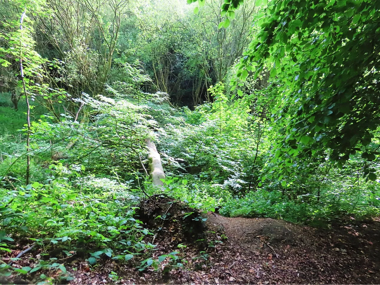 4834 Wed walk28 june trail tree bridge.png