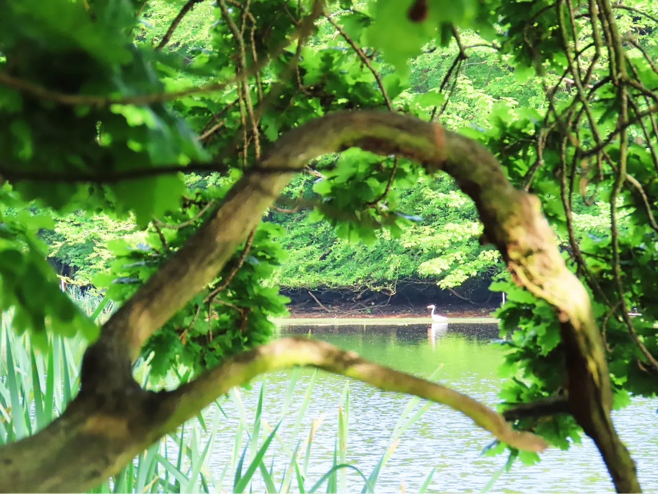 4889 Wed walk28 june  heron through a tree.png