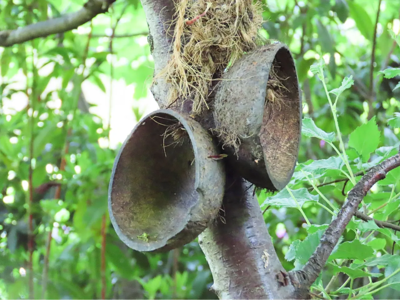 4880 Wed walk28 june  coconut bra.png