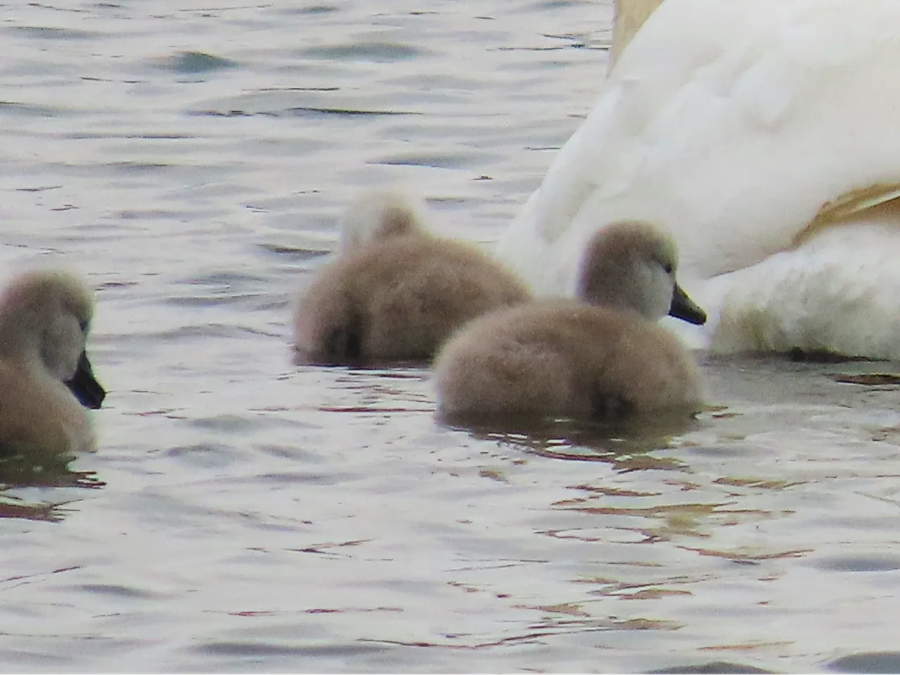 5278 Orkney Cygnets later day.png