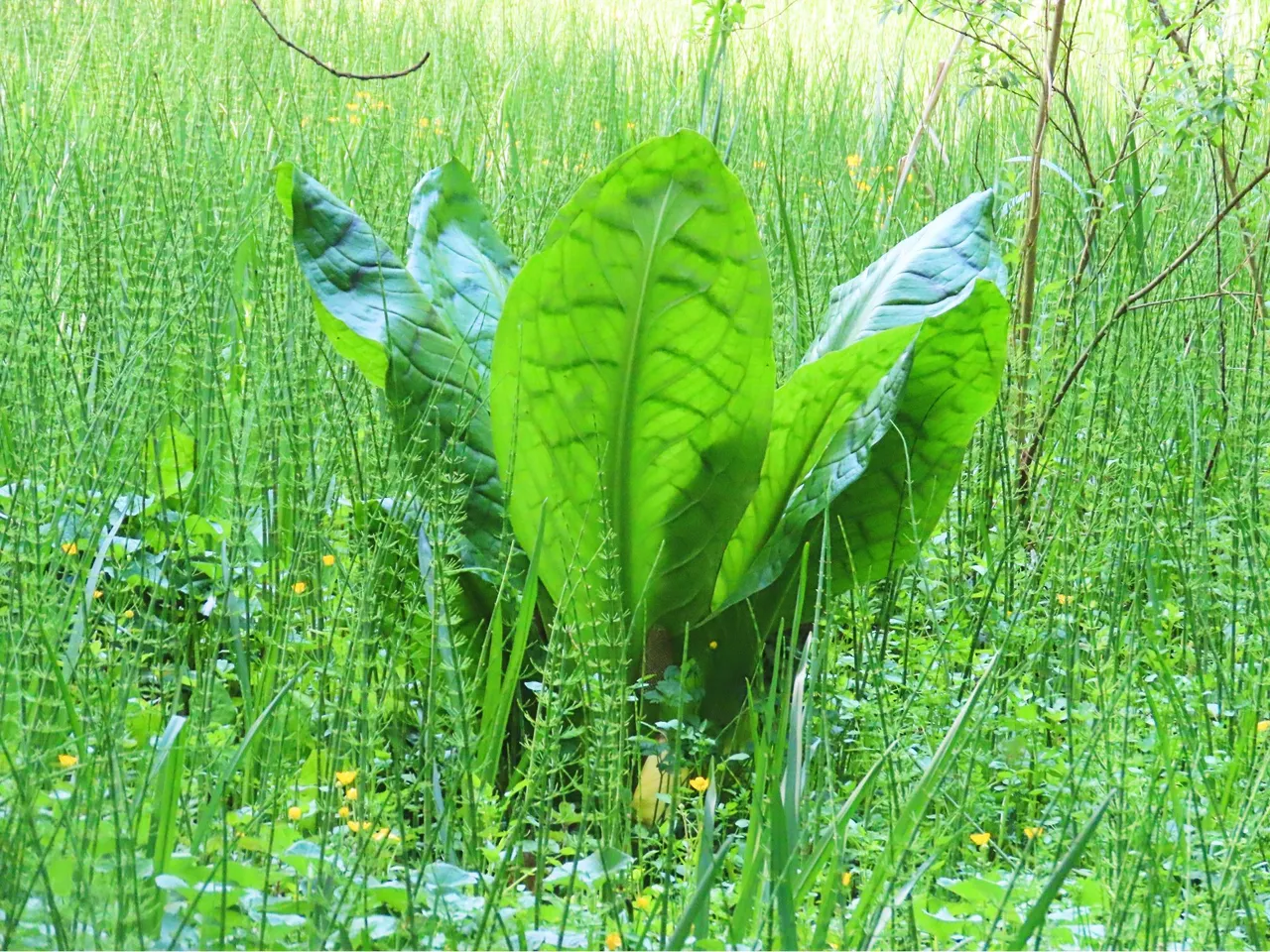 4861 Wed walk28 june  snakegrass.png