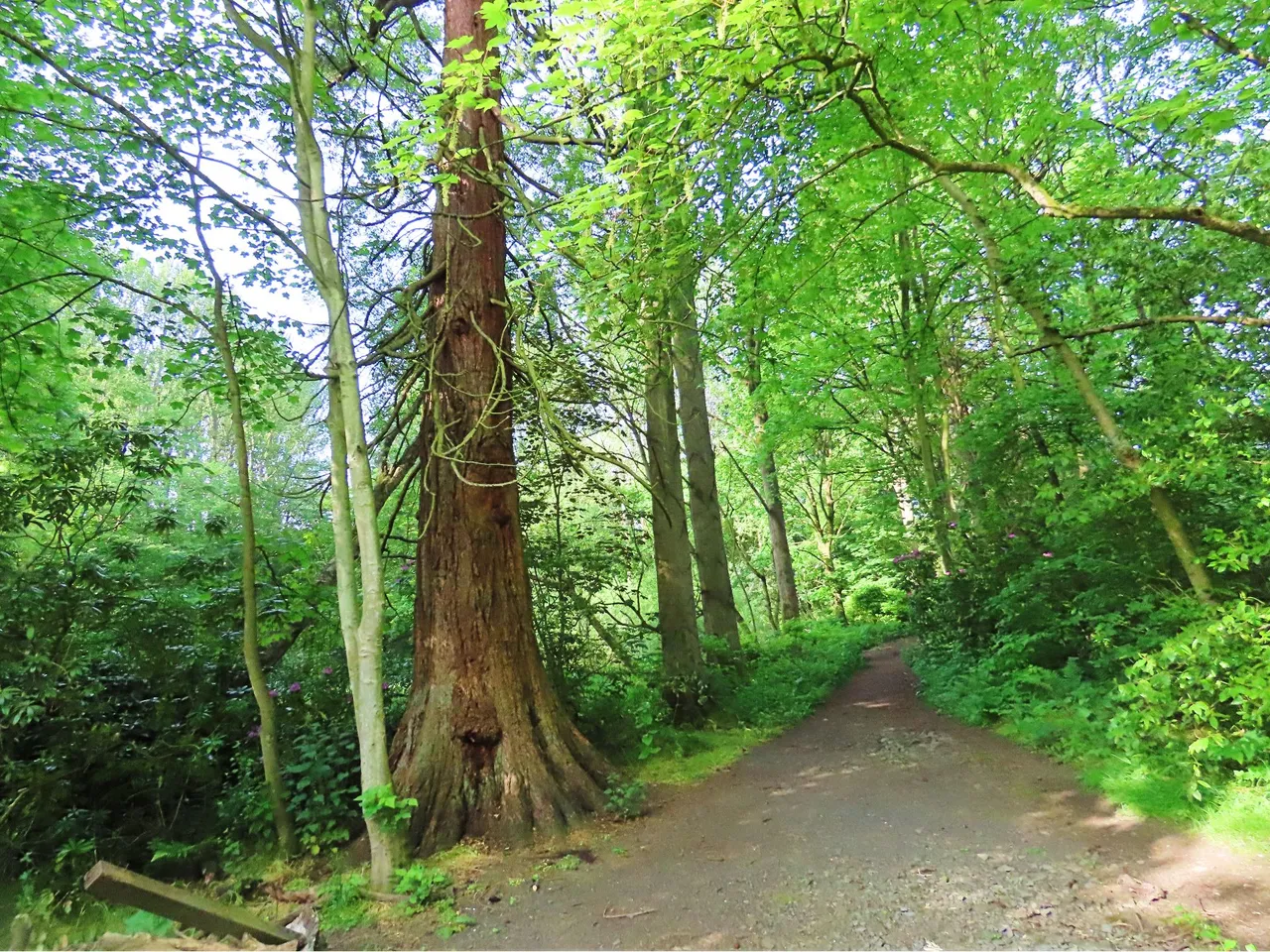 4860 Wed walk28 june  sequoia.png