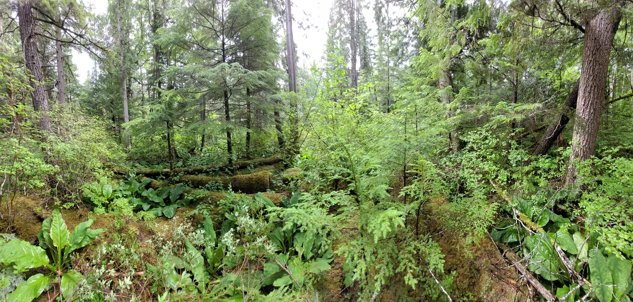 wetland greenery overgrown.jpg