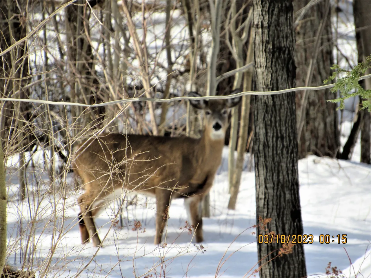 IMG_1076.JPG
