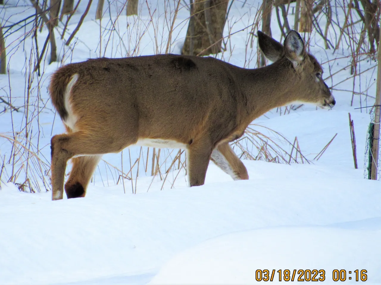 IMG_1081.JPG