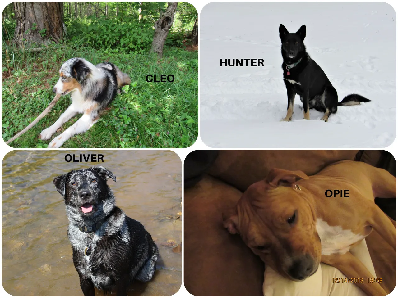 4 DOGS.png