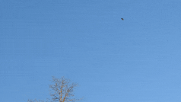 ezgif.com-gif-maker(61).gif