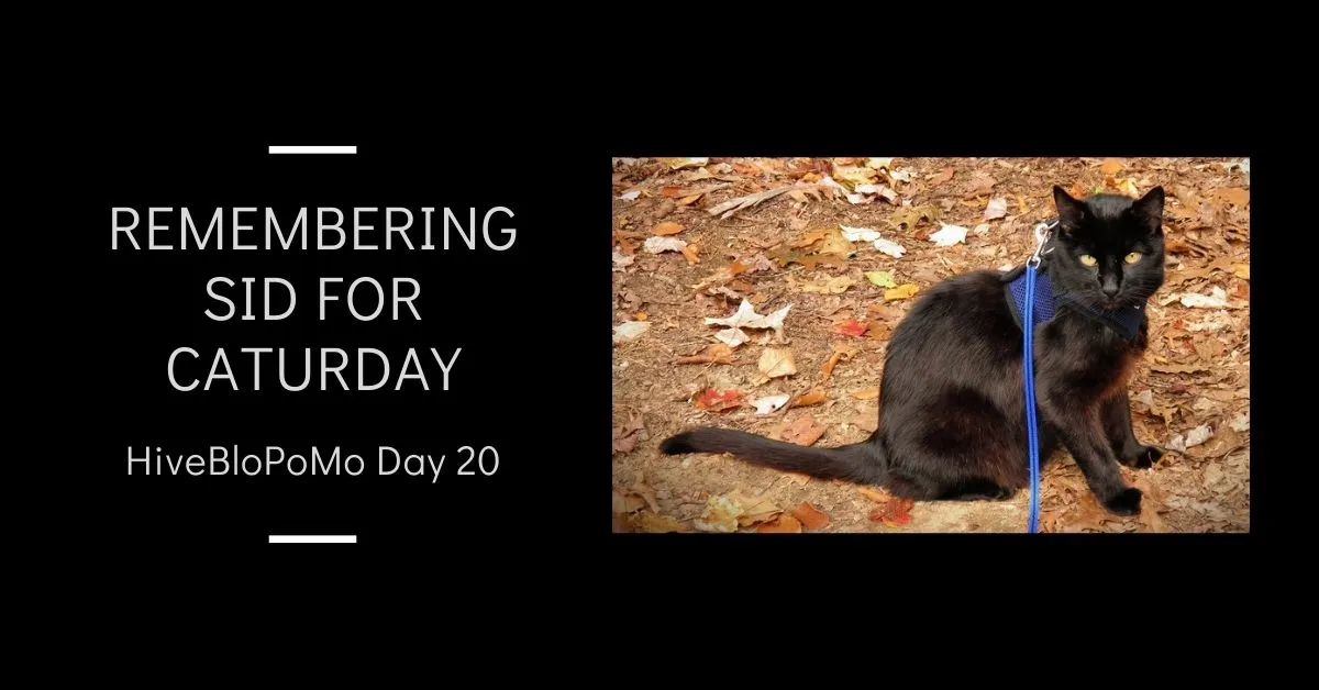 Remembing Sid for Caturday blog thumbnail.jpg