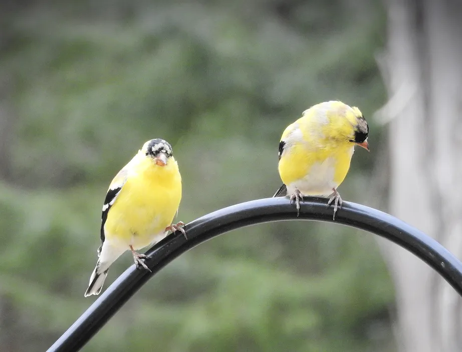 8. Fifteen Friday Feathered Friends.jpg