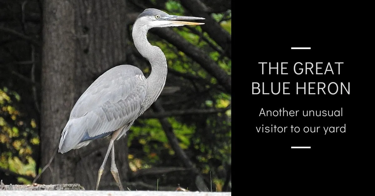 The Great Blue Heron blog thumbnail.jpg