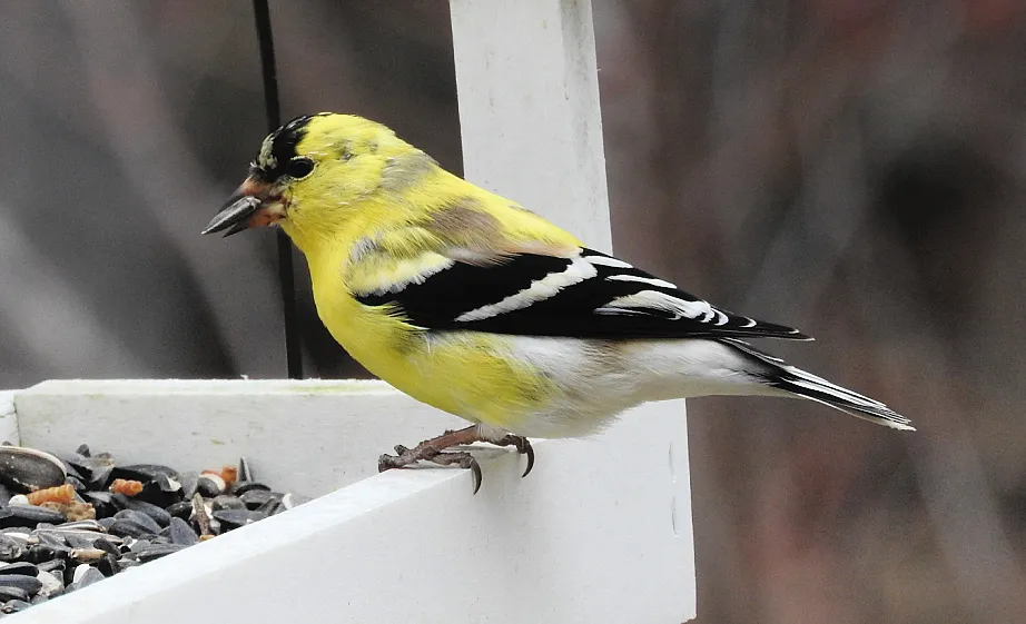 4. Fifteen Friday Feathered Friends.jpg