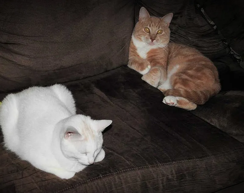 6. Caturday 2.jpg