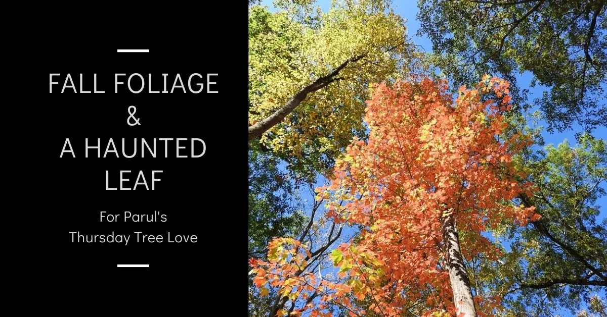 Fall foliage and a haunted leaf Thursday Tree Love blog thumbnail.jpg