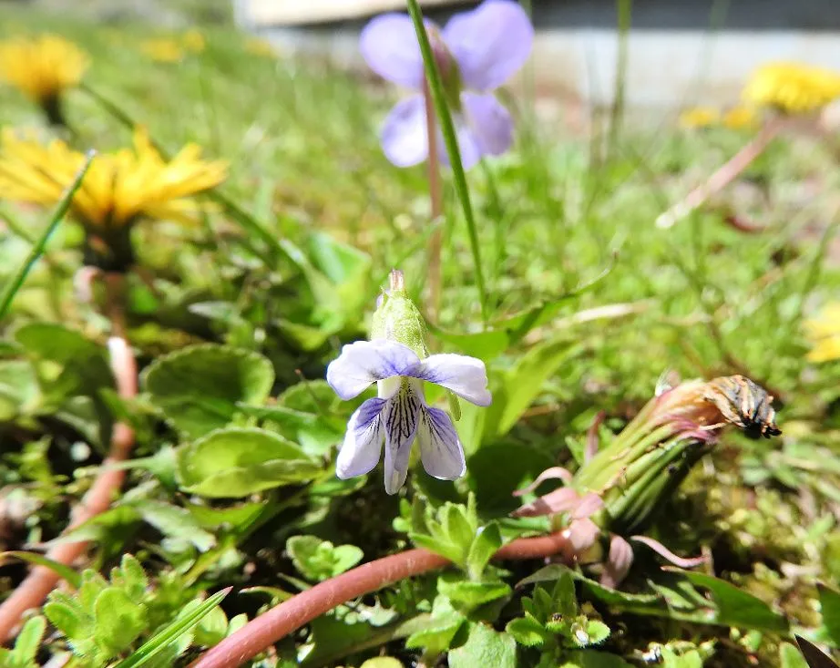 15. Blue Skies, Bugs, Blooms, and Bees.jpg