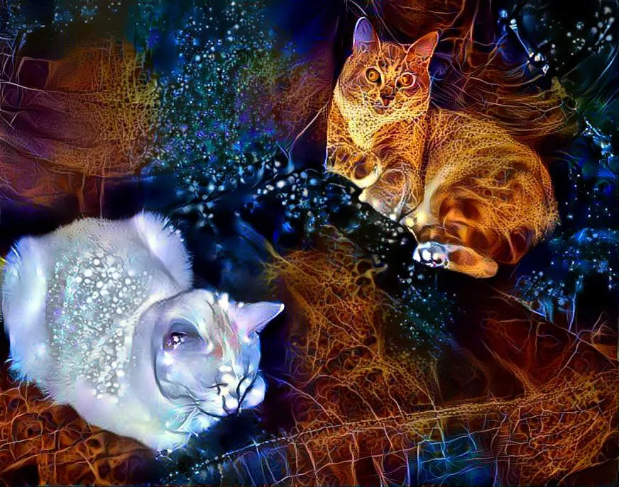 6. Caturday 2 DDG.jpg