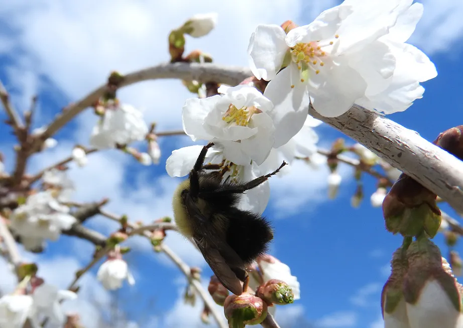 7. Blue Skies, Bugs, Blooms, and Bees.jpg