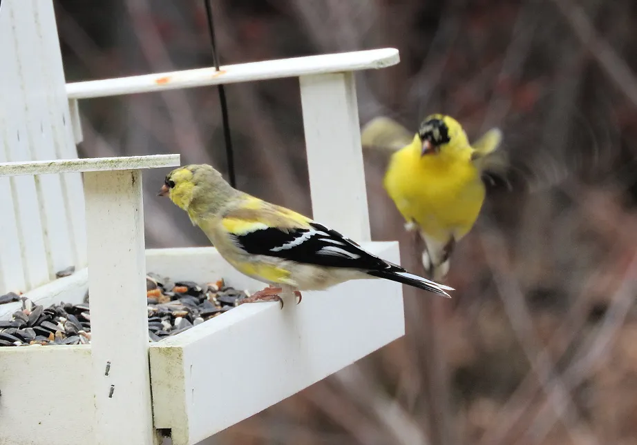 6. Fifteen Friday Feathered Friends.jpg