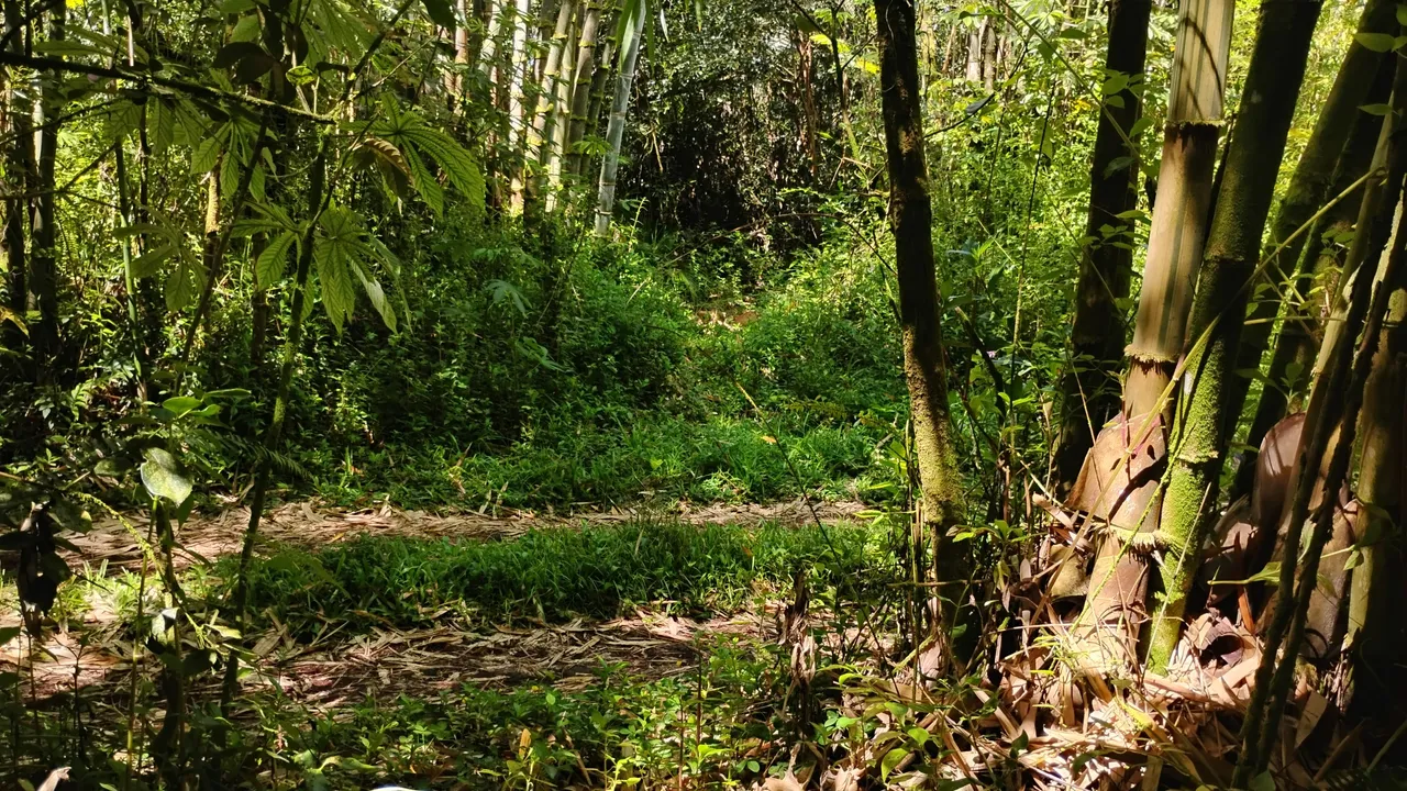 IMG_20250708_144118798_HDR.jpg