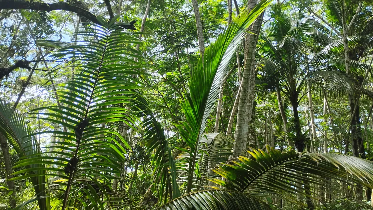 IMG_20250717_143905565_HDR.jpg